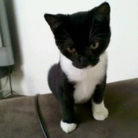 shot and spayed shot and spayed