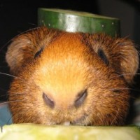 guinea pig guinea pig