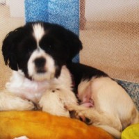Buster Buster