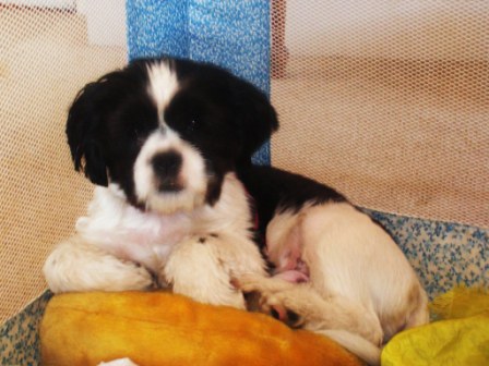 Buster Buster