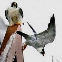 Falcons Take Flight